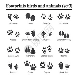 野生动物和鸟类足迹动物爪印矢量集 各种动物的脚印黑色剪影脚印插画荒野痕迹土狼山猫宠物豹猫踪迹爪子哺乳动物收藏图片