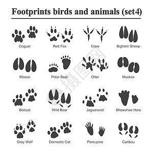 野生动物和鸟类足迹动物爪印矢量集 各种动物的脚印黑色剪影脚印插画荒野狐狸插图宠物山猫驼鹿豪猪爪子麝牛收藏图片