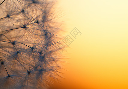 日落时丹德利翁的抽象颜色花园生物学羽毛草地杂草农村微风环境野花荒野图片