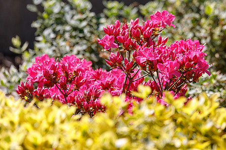 粉红 红色的花在春天盛开花园花瓣公园植物群植物衬套宏观叶子灌木园艺图片