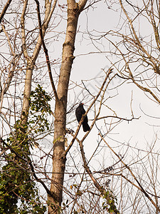 坐在树枝旁的雄黑鸟 近在眼前冬天春天荒野木头地衣翅膀衬套动物环境男性枝条野生动物图片