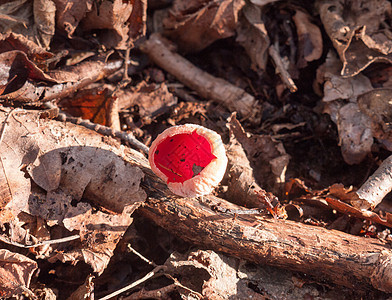 长蘑菇帽林地底的羊毛花层图片