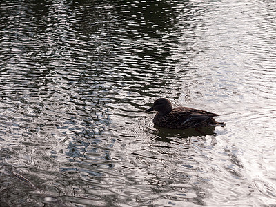 女性棕色野鸭在水面波纹上漂浮的近距离肖像环境反射鸭子游泳野生动物观鸟蓝色池塘羽毛晴天图片
