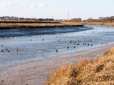 河川风景景观 看到蓝色的河水海岸埃塞克斯河口动物场地海洋沼泽鸟类海岸线旅行羽毛野生动物水禽图片