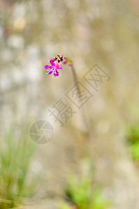 草和粉花荒野场地花束植物生长宏观草地活力花园蓝色图片