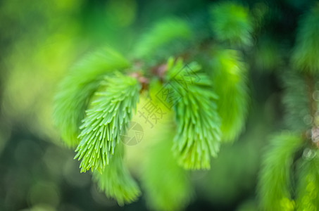 天然森林本底的幼苗发芽松树植物群叶子锥体环境生长荒野枝条药品宏观图片