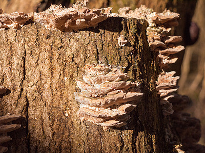 树皮残端侧生长血小板真菌的特写蔬菜衰变荒野苔藓木头环境森林菌类食物树桩图片