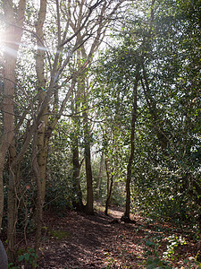 里面的森林阳光明媚的梁树绿色路径林地自然公园针叶国家松树土地叶子木头植物风景绿色植物图片