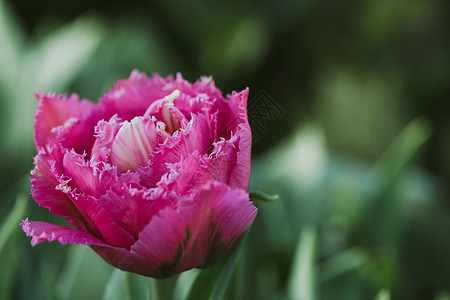 金斯敦红郁金香 有选择性的焦点 春季明信片背景概念环境邀请函场地紫色戏剧性植物植物群仙境花朵园艺图片