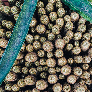 绿色的Cacti平原铺设 陈年旧物图片