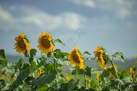 下午在田里放向日葵植物黄色图文花瓣天空绿色图片