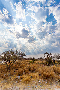 Etosha 游戏保留区绿色沙漠风景国家环境草地野生动物干旱公园旅行图片