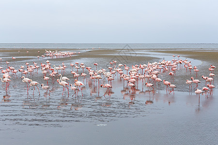 罗西弗拉明戈 非洲野生动物团体湿地纳米布成人生物保护环境濒危家庭海岸图片