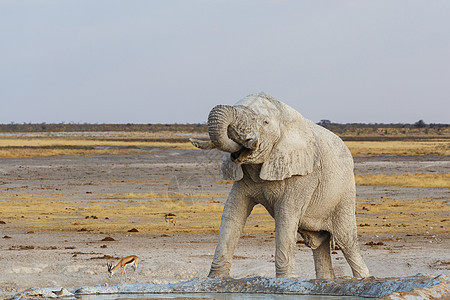 Etosha水坑上的白非洲大象象牙哺乳动物荒野男性耳朵树干食草獠牙国家公园图片