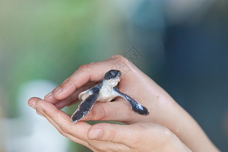 Koscoda 斯里兰卡 - 一只小乌龟在 wo 的手中背景图片