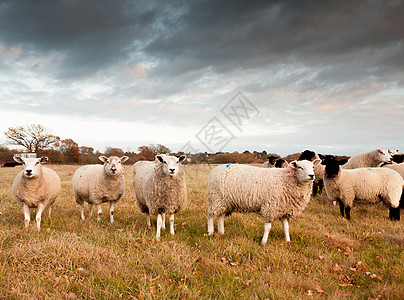 在农场外美丽的景色 白羊在看摄影机图片