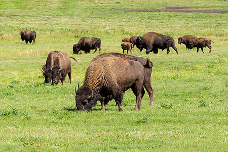 美国野牛Bison 野牛只是水牛配种毛皮公园平原顶层奶牛农村车站国家男性图片