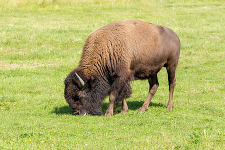 美国野牛Bison 野牛只是水牛野生动物喇叭峡谷毛皮男性奶牛牧场草原国家车站图片