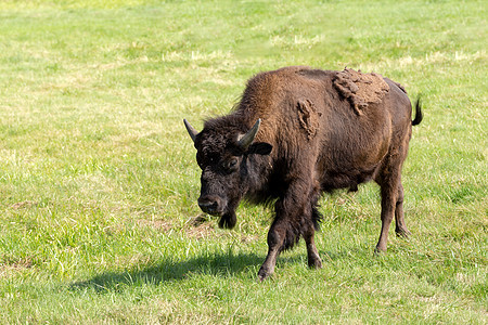 美国野牛Bison 野牛只是水牛草原牧场哺乳动物草地场地农业荒野车站动物男性图片