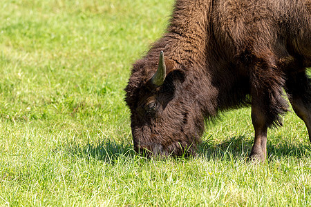 美国野牛Bison 野牛只是水牛牧场毛皮野生动物荒野农业喇叭车站配种场地峡谷图片