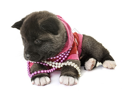 美洲小狗衣领奇装异服外套宠物粉色动物珍珠黑色珠宝棕色图片