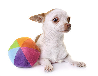 狗球工作室中的吉华花棕色宠物玩具动物白色小狗背景