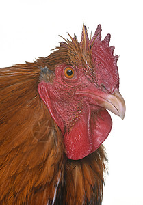 金色带金板条家禽家畜棕色农场公鸡动物小鸡工作室图片