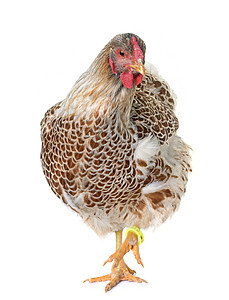 包带维扬多特鸡动物农业家畜成人农场工作室家禽公鸡图片