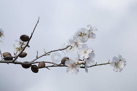 美丽的杏树花朵季节性杏仁场地绿色水果地区粉色白色多云图片