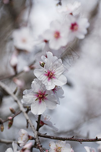 美丽的杏树白色粉色花朵蓝色地区多云水果季节杏仁季节性图片