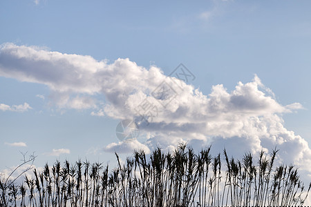 沼泽中的高草天空棕色植物蓝色湿地农村沼泽地白色稻草地区图片