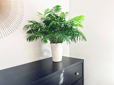 Parlor 棕榈植物 装饰黑木木梳妆机高清图片