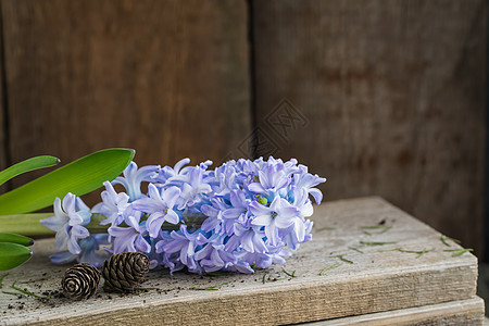 没有木质生锈背景的锅 春园概念花瓣灯泡蓝色场地花园植物宏观季节紫色温室图片