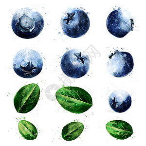 白色背景上的蓝莓 它制作水彩画食物绘画厨房插图蜜饯果汁水彩标签美食斑点图片