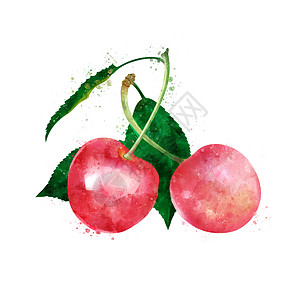 白色背景的樱桃 水彩色插图生态果汁餐厅标签烹饪广告水彩包装斑点蜜饯图片