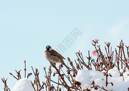 雪中海绵树灌木上雄性小屋麻雀洞图片