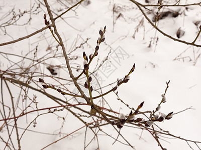 在树枝外的树上挂着小芽 冬季雪图片