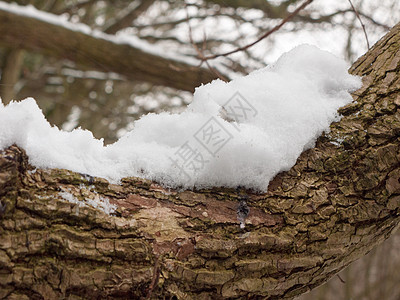 雪覆盖树皮在森林外的冬季纹理上紧闭树干低温木质水晶乡村褶皱材料宏观皱纹季节图片