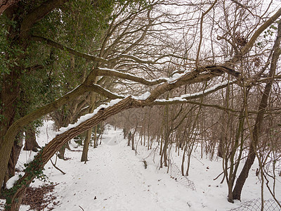 在森林冬天外 紧闭的树皮被雪覆盖仙境降雪小路分支机构人行道冻结踪迹木头场景林地图片