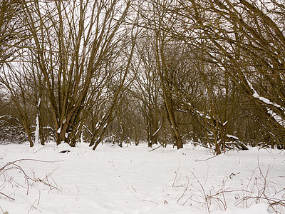 树枝裸露 外面的树木冬天寒冬仙境阳光旅行分支机构踪迹风景森林木头国家环境图片