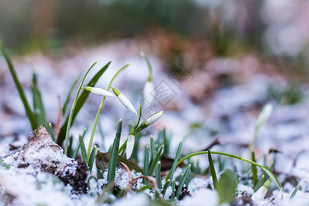 雪中的雪滴逆境花朵绿色白色天气植物挣扎斗争后院图片