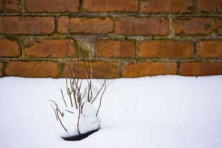 冰雪覆盖的干枯植物降雪白色后院冻结花园季节图片