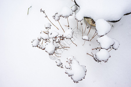 冰雪覆盖的干枯植物降雪后院季节花园白色冻结背景图片