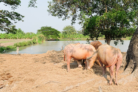 水牛吃干草农村农场野生动物喇叭力量农业热带咀嚼荒野动物图片