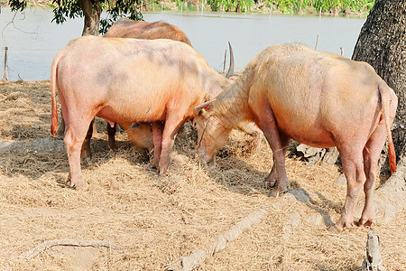水牛吃干草咀嚼鹿角动物热带野生动物荒野雄性生活农村牧场图片