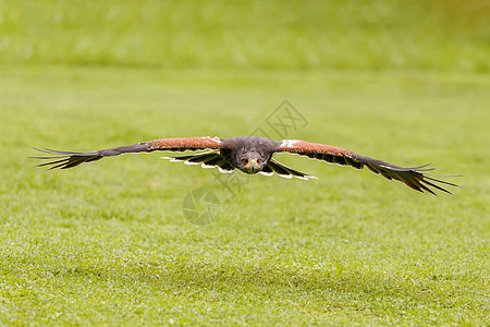 训练有素的鸟类猎鹰自然飞行航班食肉生物运动捕食者动物猎物野生动物眼睛棕色图片