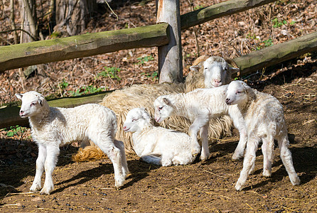 羊羔羊 复活符号耳朵农场农业动物母亲卷曲投标毛皮家庭羊毛图片
