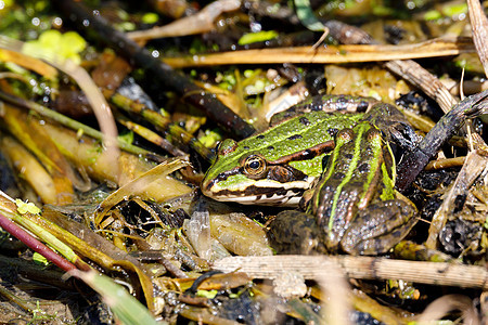 美丽的沼泽青蛙 欧洲野生生物植被蟾蜍两栖动物动物眼睛野生动物石斑鱼水池池塘植物图片