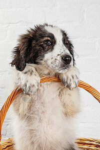 坐在篮子里的可爱的小狗狗动物小狗哺乳动物工作室犬类白色耳朵宠物图片