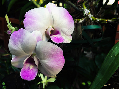 粉白兰花花园叶子热带植物群粉色黑色植物花瓣美丽紫色图片